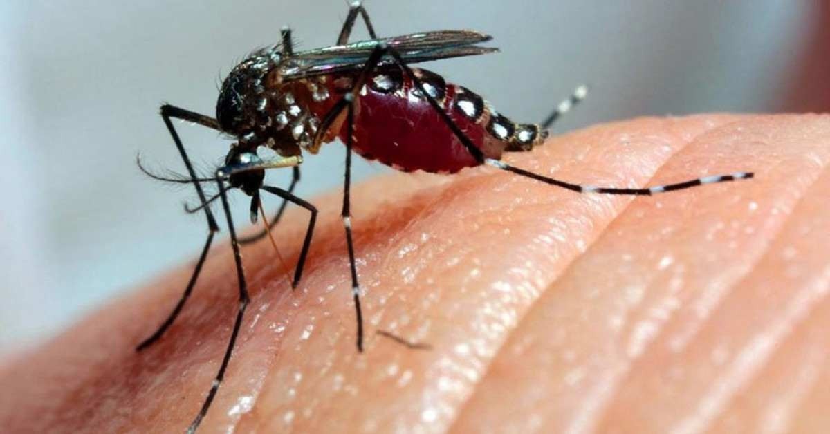 Conheça o método Wolbachia, que pode diminuir os casos de dengue