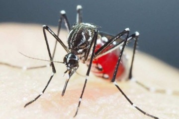 O Aedes aegypti também transmite a chikungunya, para a qual ainda não há uma imunidade de rebanho
 -  (crédito: Shinji Kasai/AFP)