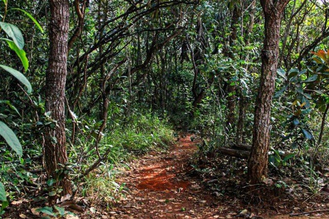  05/03/2024 Crédito: Kayo Magalhães/CB/D.A Press. Brasil. Brasília - DF.Cidades. Jardim Botânico divulga trilhas especiais para celebrar o 39° aniversário.