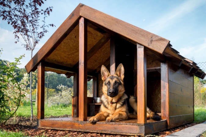 O cachorro da raça pastor alemão é inteligente, leal e protetor (Imagem: pryzmat | Shutterstock) -  (crédito: EdiCase - Pets -> Revista do CB)
