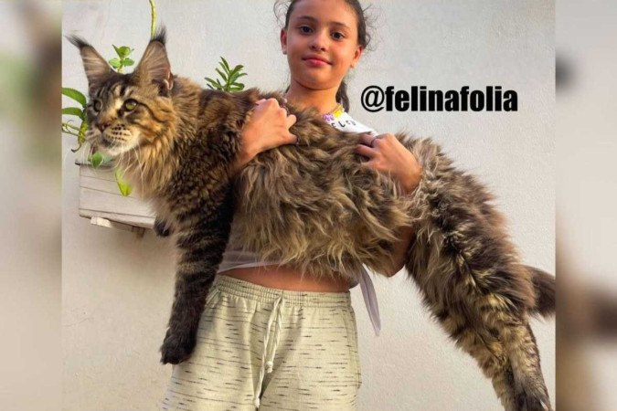 Os cuidados com o felino incluem: alimentação balanceada, banhos a cada 15 dias e escovação duas ou três vezes na semana -  (crédito: Reprodução/Instagram @felinafolia)