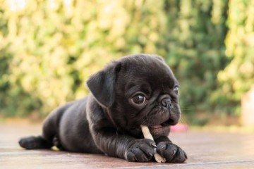 Alguns cães conquistam as pessoas pela fofura (Imagem: Ezzolo  | Shutterstock) -  (crédito: EdiCase - Pets -> Revista do CB)