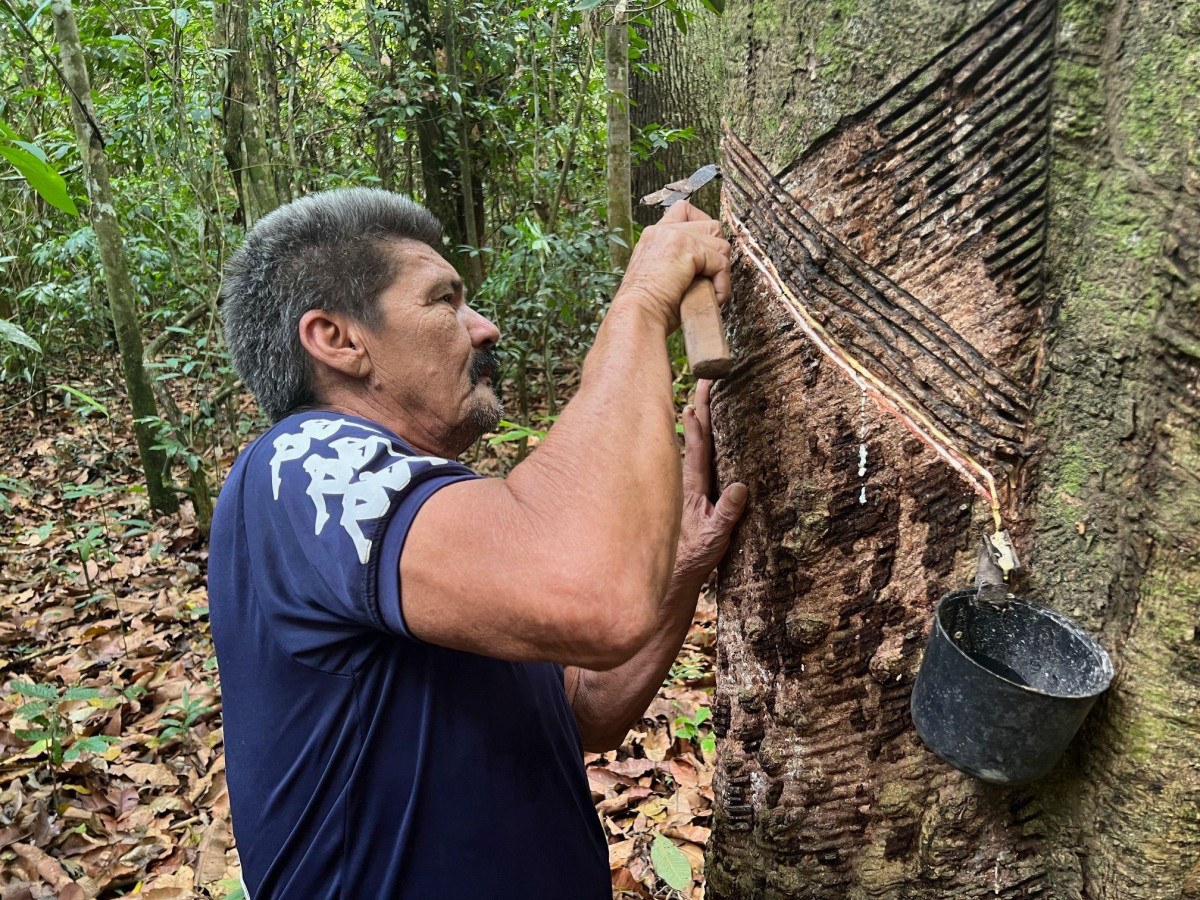 'O seringueiro é o melhor guarda florestal': o novo ciclo de borracha nativa que está ajudando a preservar a Amazônia