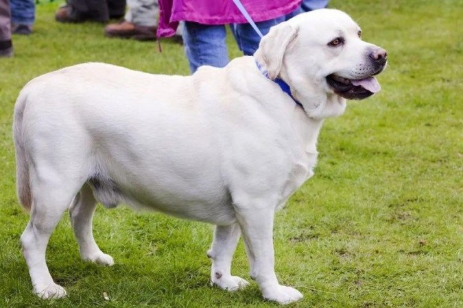 A mutação foi encontrada em um em cada quatro labradores retrievers e dois em cada três dos retrievers flat-coated. -  (crédito: GETTY IMAGES)