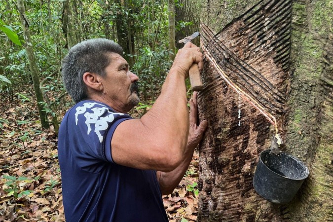 O seringueiro José do Carmo Alves fazendo o corte para extrair látex em uma das centenas de seringueiras na terra que pertence à sua família no Pará -  (crédito: Júlia Dias Carneiro/BBC)