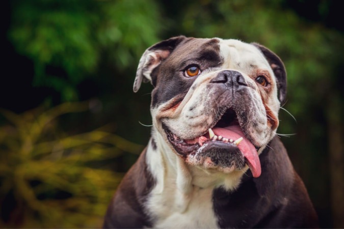 Algumas raças de cachorro podem custar bem caro (Imagem: Laurent Renault | Shutterstock) -  (crédito: EdiCase - Pets -> Revista do CB)