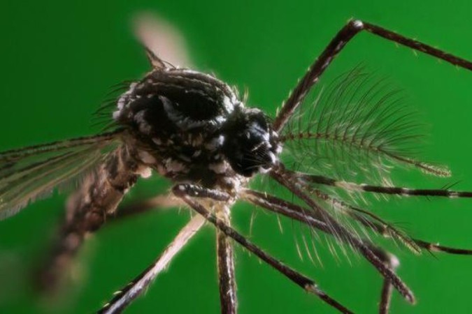 A doença transmitida pelo <em>Aedes aegypti</em> já causou mais de 1 milhão de casos no Brasil em 2024 -  (crédito: Getty Images)