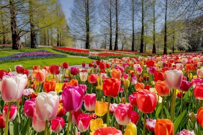 Temporada das tulipas em Amsterdã com luxo -  (crédito: Uai Turismo)