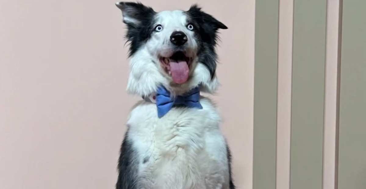 Cachorro Messi, de Anatomia de uma queda
