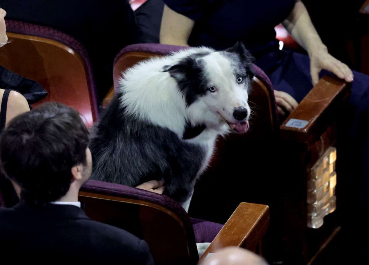 O famoso cachorro Messi volta ao Festival de Cannes