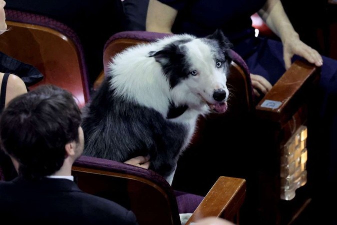 O cão Messi deu um show de atuação no longa francês Anatomia de uma queda    -  (crédito: Kevin Winter/AFP)