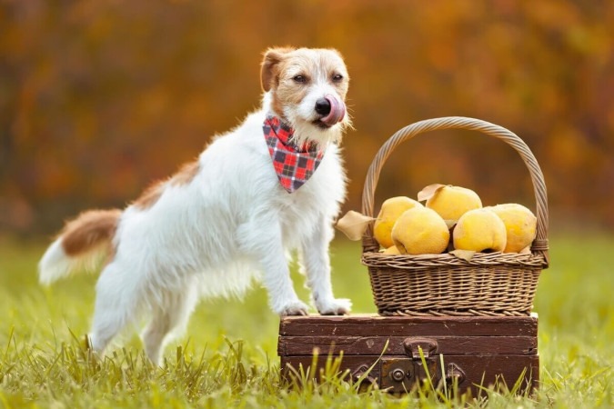 Oferecer frutas que não são digeridas pelo organismo do cão afeta a sua saúde (Imagem: Reddogs | Shutterstock) -  (crédito: EdiCase - Pets -> Revista do CB)