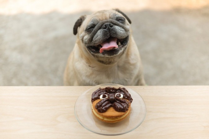 Chocolate possui substância tóxica para cães e gatos (Imagem: Ezzolo | Shutterstock) -  (crédito: EdiCase - Pets -> Revista do CB)