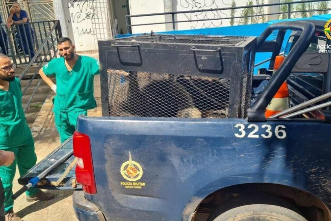 Moradora encontra tamanduá-bandeira na garagem de casa no Lago Sul