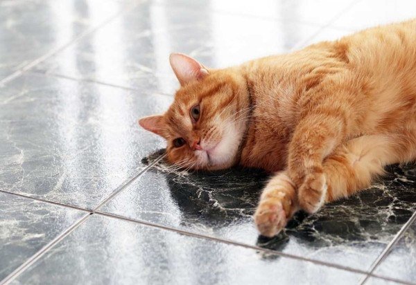 A indisposição constante pode ser um dos sinais de que seu bichinho precisa de suplementação.