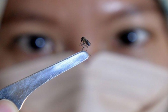 Mosquitos 'Aedes aegypti' são vetor de transmissão da dengue -  (crédito: Getty)