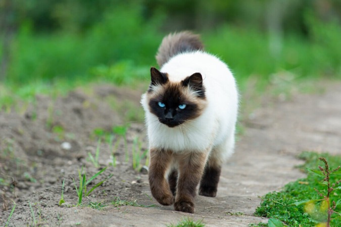 O gato himalaio é dócil e sociável (Imagem: ecuadorplanet | Shutterstock) -  (crédito: EdiCase - Pets -> Revista do CB)