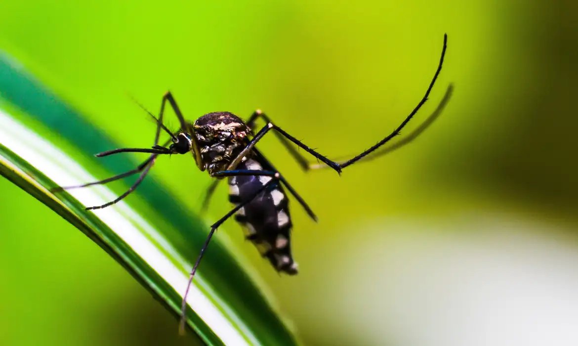 Bairros de SP ultrapassam 300 casos de dengue por 100 mil habitantes -  (crédito: EBC)