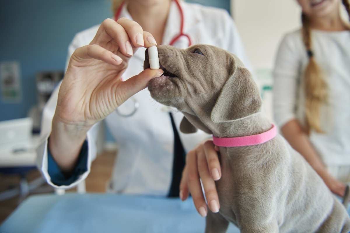 Alimentação otimizada: como utilizar os suplementos na dieta dos pets