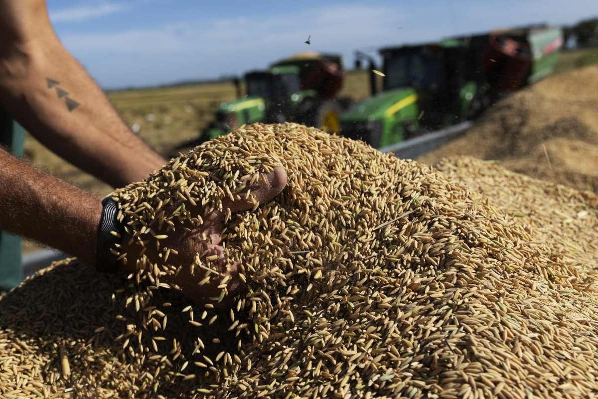 Governo anula leilão de arroz da Conab, mas avalia novo arremate