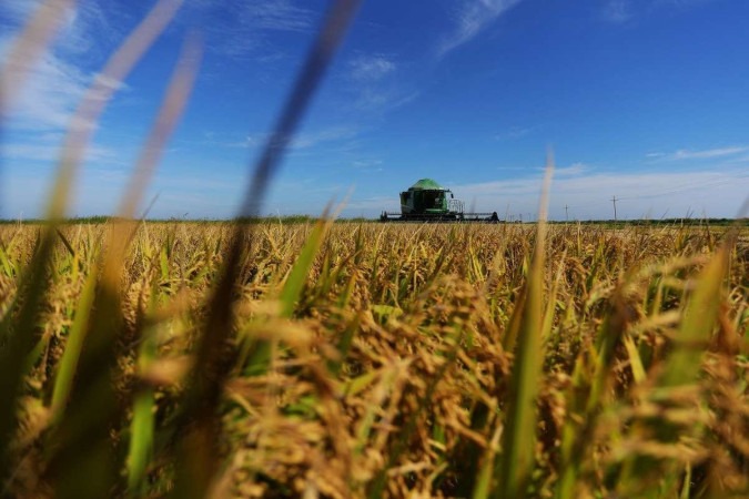 Plantação de Arroz no Sul-  A vehicle harvests rice at a plantation in Mostardas, Rio Grande do Sul state, Brazil, on March 12, 2024. (Photo by SILVIO AVILA / AFP)
       -  (crédito: Silvio AVILA / AFP)
