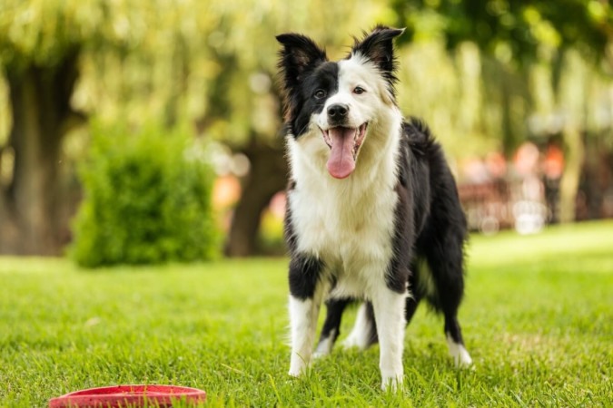 É possível educar um cachorro e torná-lo bem-comportado (Imagem: Arnold.Petersen | Shutterstock) -  (crédito: EdiCase - Pets -> Revista do CB)