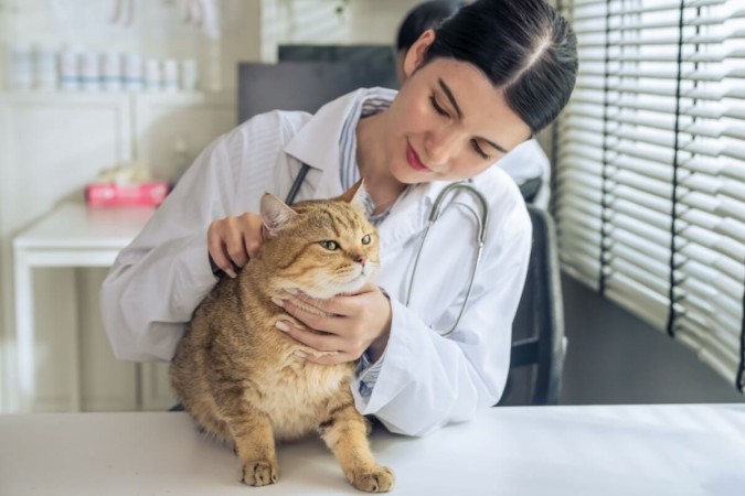 A ida ao veterinário não precisa ser estressante para o gato (Imagem: Mongkolchon Akesin | Shutterstock) -  (crédito: EdiCase - Pets -> Revista do CB)