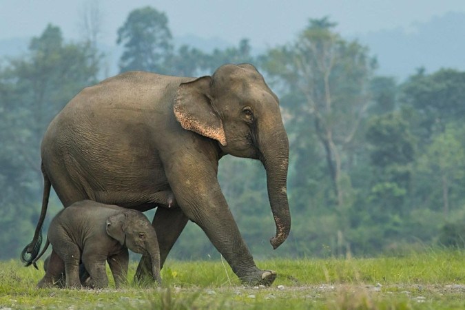 Estima-se que atualmente haja cerca de 26 mil elefantes asiáticos vivendo de forma selvagem na natureza -  (crédito: Getty Images)