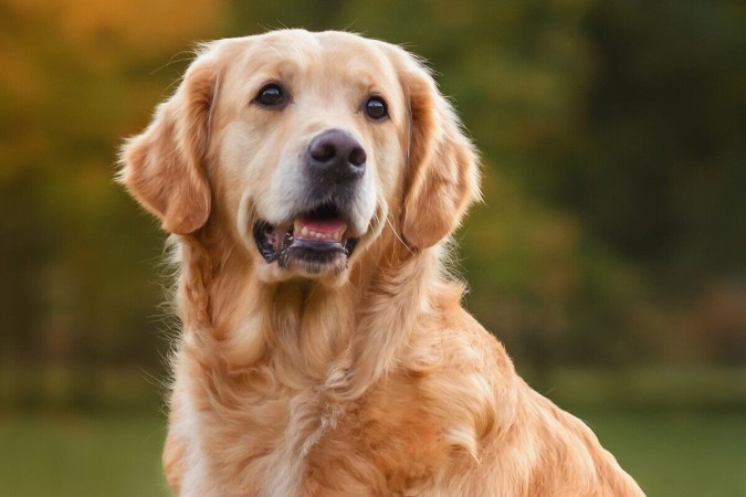 Golden retriever é uma das raças de cachorro mais famosas do mundo (Imagem: Nikaletto | Shutterstock) -  (crédito: EdiCase - Pets -> Revista do CB)