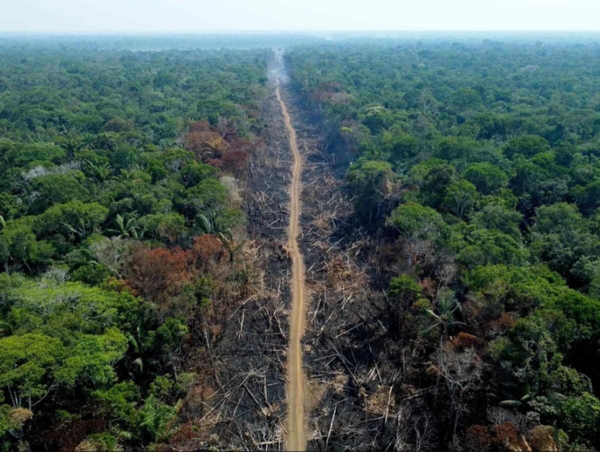 STF manda governo fixar plano para preservar Amazônia e Pantanal