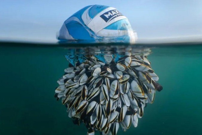 Bola tomada por cracas no mar vence prêmio de fotos de natureza; veja outras imagens -  (crédito: RYAN STALKER / BRITISH WILDLIFE PHOTO AWARDS)