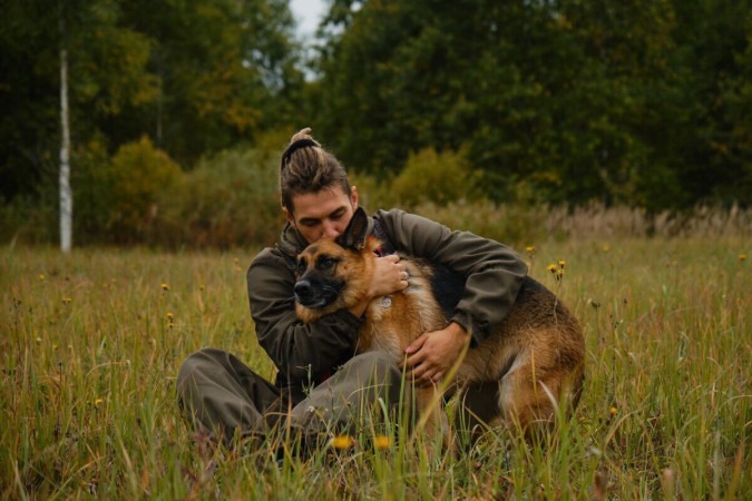 Pastores alemães são leais aos tutores (Imagem: lightman_pic | Shutterstock)  -  (crédito: EdiCase - Pets -> Revista do CB)