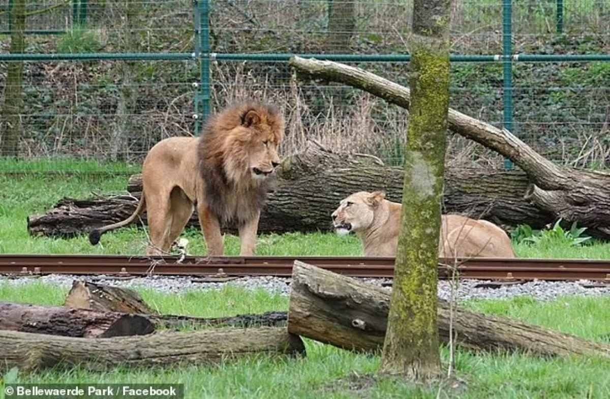 Leão arranca garganta de leoa em zoológico na Bélgica