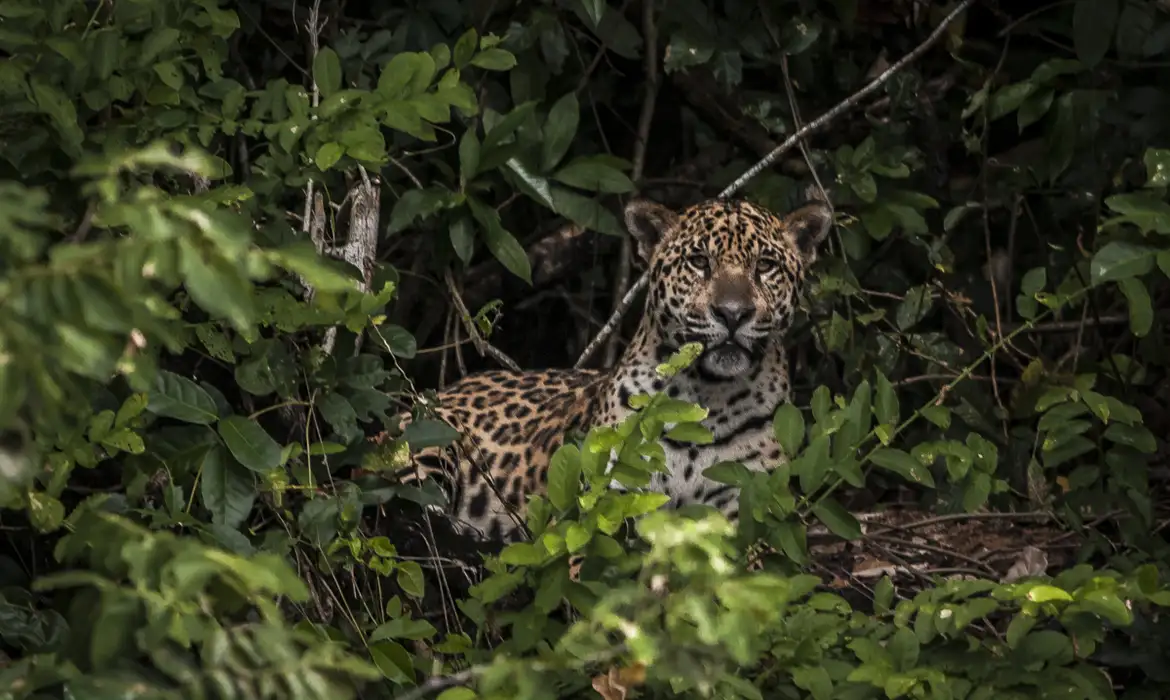 Pesquisadores testam IA para evitar mortes de animais em rodovias -  (crédito: EBC)