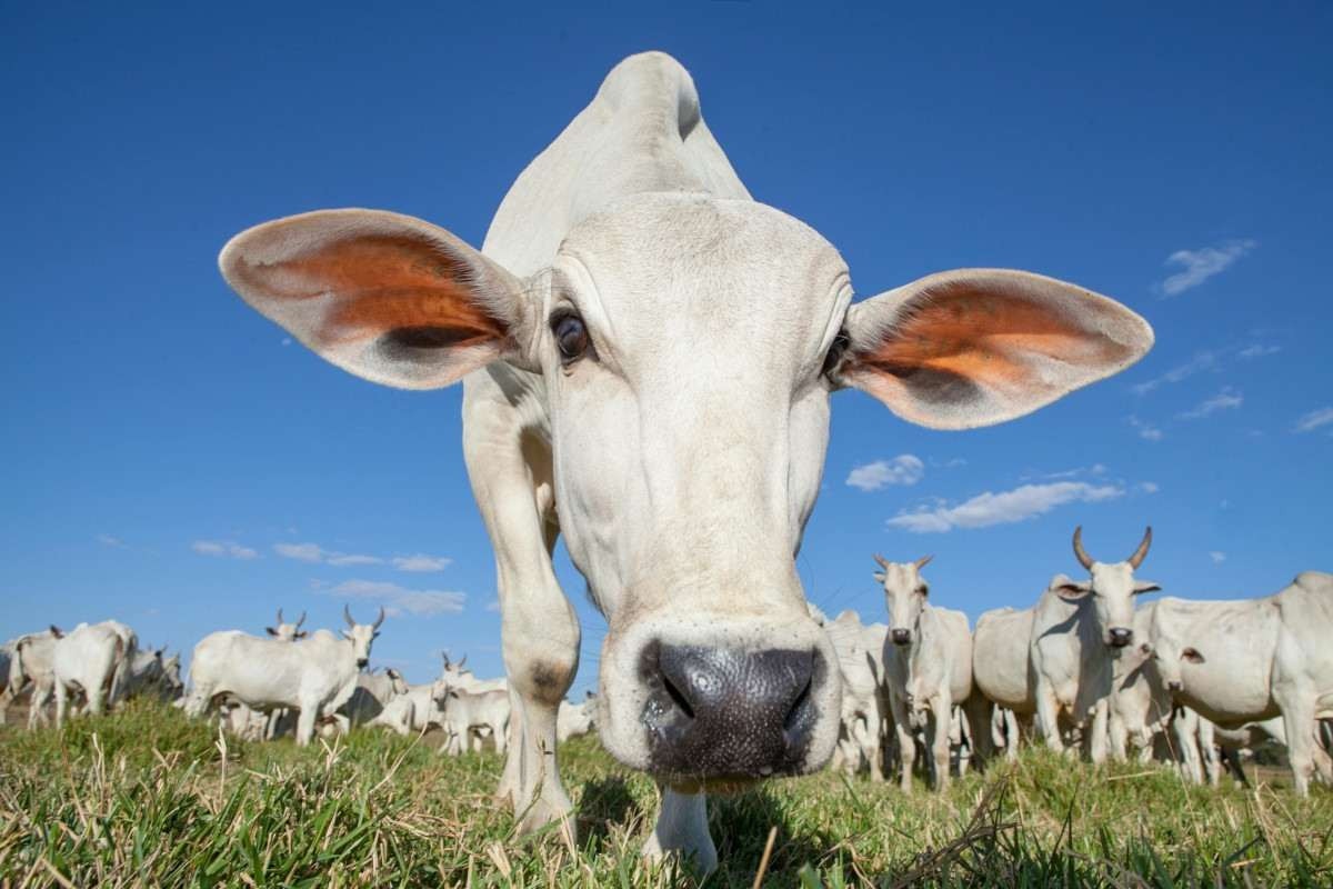 Vaca transgênica consegue produzir leite com insulina para humanos