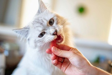 Certos alimentos podem ser ofertados aos pets, desde que com consciência das necessidades naturais dos animais. -  (crédito: Unsplahs/ PiotrmusioÅ?)