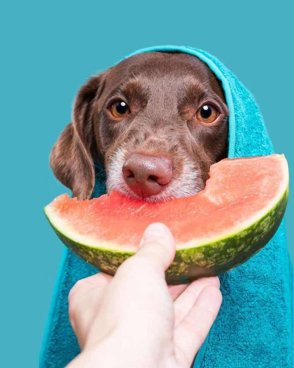 Frutas, apesar de benéficas, devem ser consumidas ocasionalmente para não  desbalancear a distribuição calórica do animal