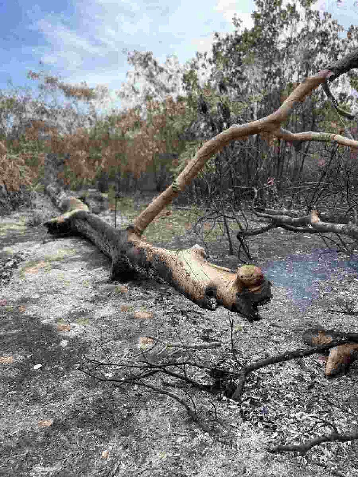 Espécies ameaçadas de extinção no Pantanal