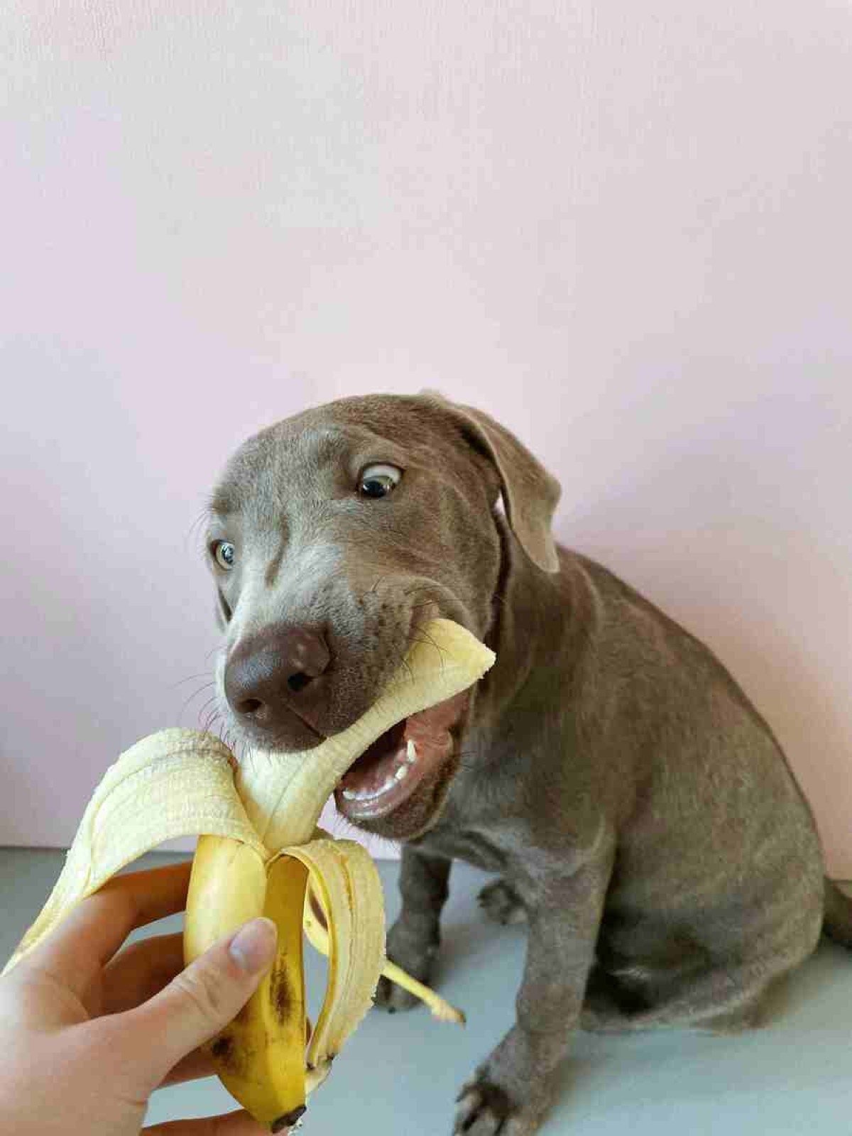 A banana é rica em potássio, vitaminas, biotina, fibra e cobre. Com moderação, pode trazer benefícios para a saúde do pet A banana é rica em potássio, vitaminas, biotina, fibra e cobre. Com moderação, pode trazer benefícios para a saúde do pet.