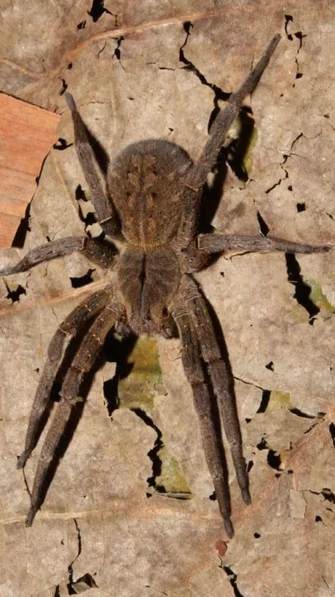 Veneno da aranha-armadeira pode causar ereções doloridas 
