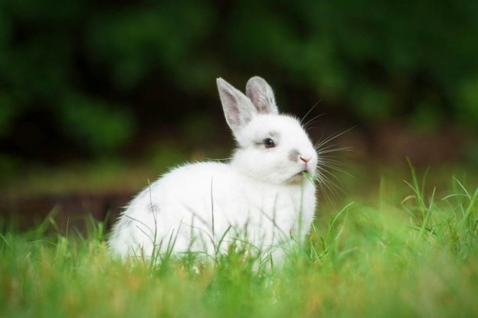 muitas pessoas presenteiam coelhos na pascoa  -  (crédito: Reprodução Unsplash )