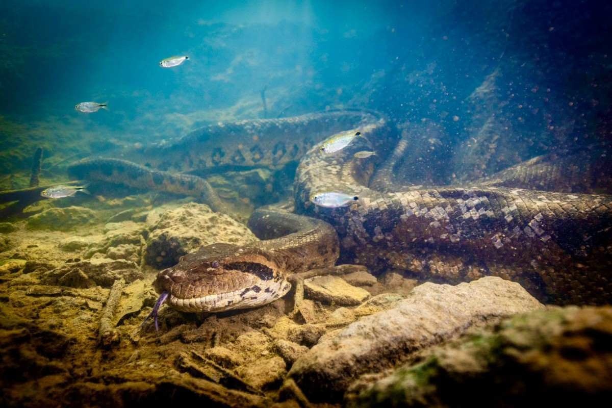 Sucuri gigante do Pantanal é encontrada morta em Bonito (MS)