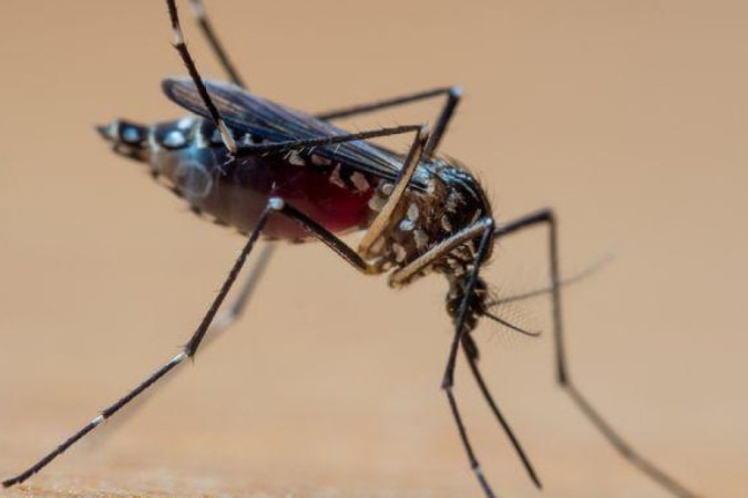 Há quatro subtipos diferentes do vírus da dengue -  (crédito: Getty Images)