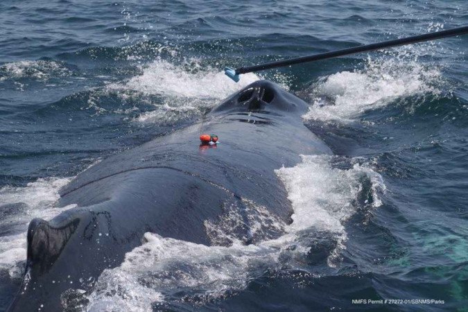A IA é utilizada para evitar colisões entre baleias e embarcações na Bahia, além de contribuir para descobertas únicas sobre a distribuição geográfica desses animais -  (crédito: Syracuse University)