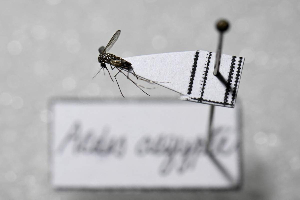 Brasil ultrapassa a marca de 2 mil mortes por dengue em 2024
