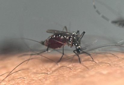 Cuidados para evitar dengue também devem ser tomados para evitar reinfecção -  (crédito:  AFP)