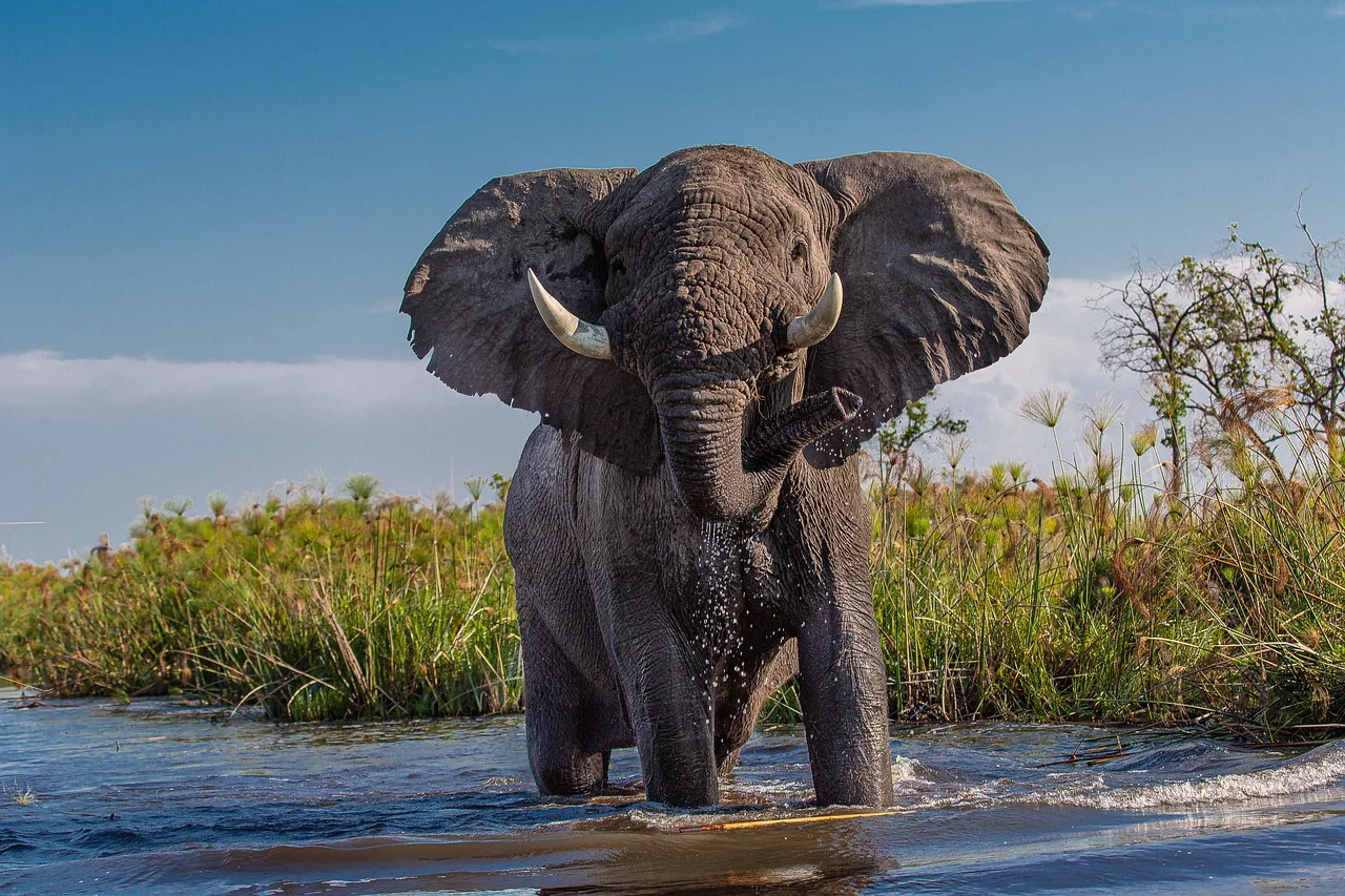 Um dos animais mais cativantes do planeta, o elefante é pesadão, mas só come planta. E essa é apenas um dos aspectos surpreendentes deste animal que a garotada curte bastante.  -  (crédito: Geschenkpanda por Pixabay )