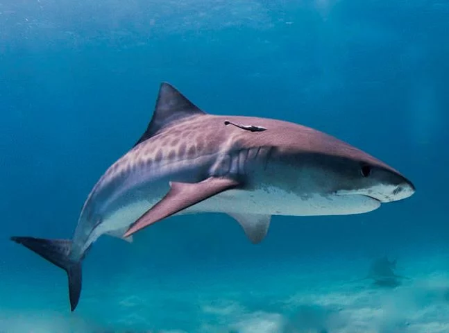De acordo com BBC Brasil, dados preliminares de um estudo indicam que cerca de sete em cada dez brasileiros (69%) não sabem que a carne de cação é, na verdade, feita a partir de tubarões. -  (crédito: Albert kok for Wikimedia Commons)