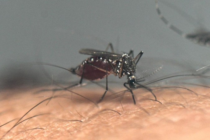 Aedes aegypti, vetor da doença: metade da população mundia está suscetível  -  (crédito:  AFP)