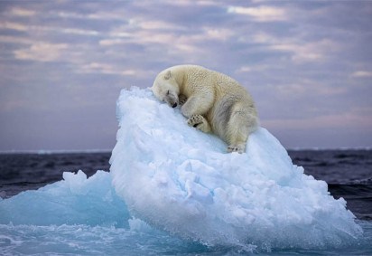 Esta foto espetacular de um urso sobre uma pedra enorme de gelo foi a grande vencedora de um concurso promovido pelo Museu de História Natural de Londres. Chamada de 